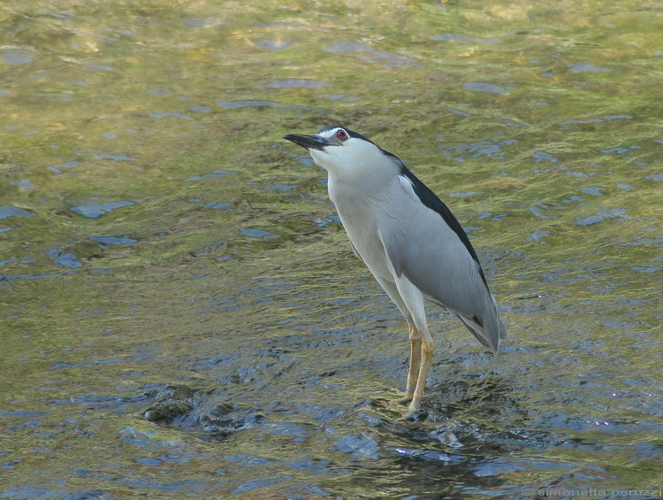 Nycticorax nycticorax - Nitticora